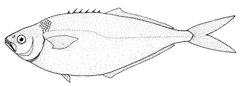 Bathystethus cultratus (Bathystethus cultratus) |commons:File:Bathystethus cultratus (Grey knifefish).gif