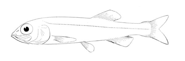 Bathytroctes macrolepis (Bathytroctes macrolepis) |commons:File:Bathytroctes macrolepis.jpg