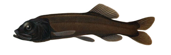 Bathytroctes microlepis (Bathytroctes microlepis) |commons:File:Bathytroctes microlepis.jpg
