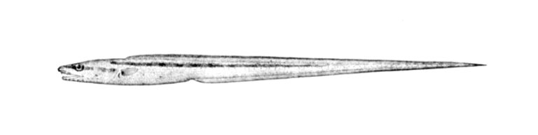 Bathyuroconger vicinus (Bathyuroconger vicinus) |commons:File:Bathyuroconger vicinus.jpg