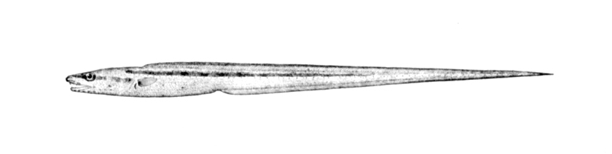 Bathyuroconger vicinus (Bathyuroconger vicinus) |commons:File:Bathyuroconger vicinus.jpg