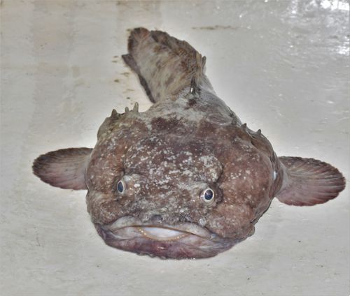 Batrachoides pacifici (Batrachoides pacifici) |commons:File:Batrachoides pacifici.jpg