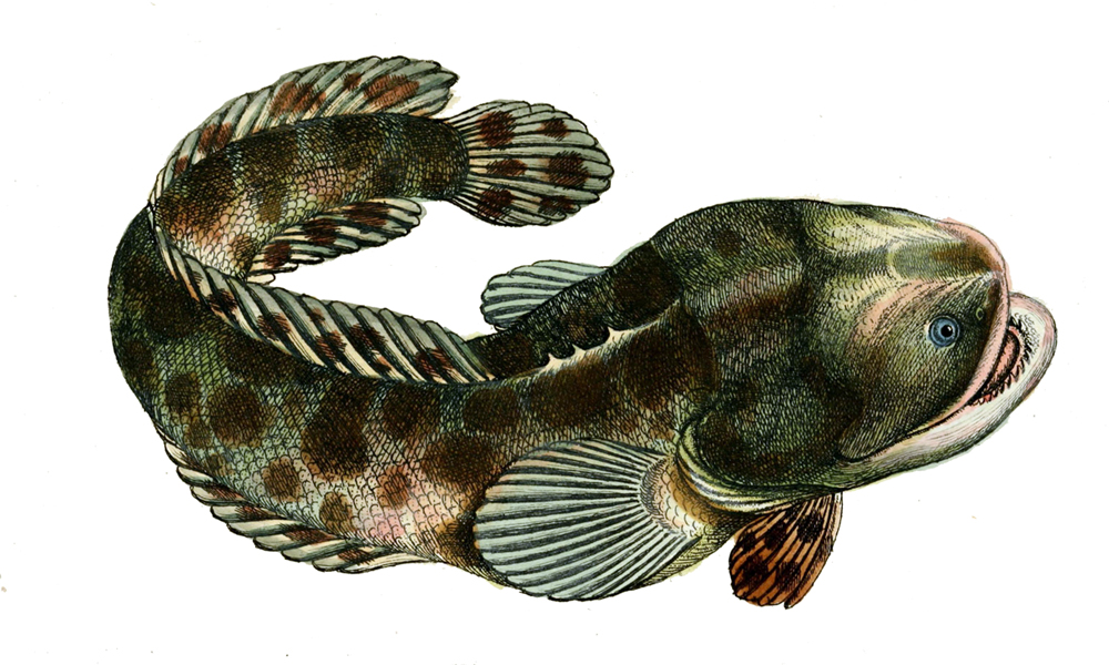 Batrachoides surinamensis (Batrachoides surinamensis) |commons:File:Batrachoides surinamensis.jpg