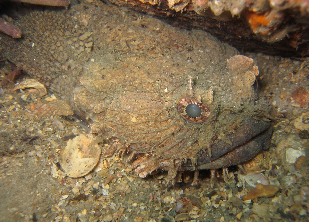Batrachomoeus dubius (Batrachomoeus dubius) |commons:File:Batrachomoeus dubius.jpg