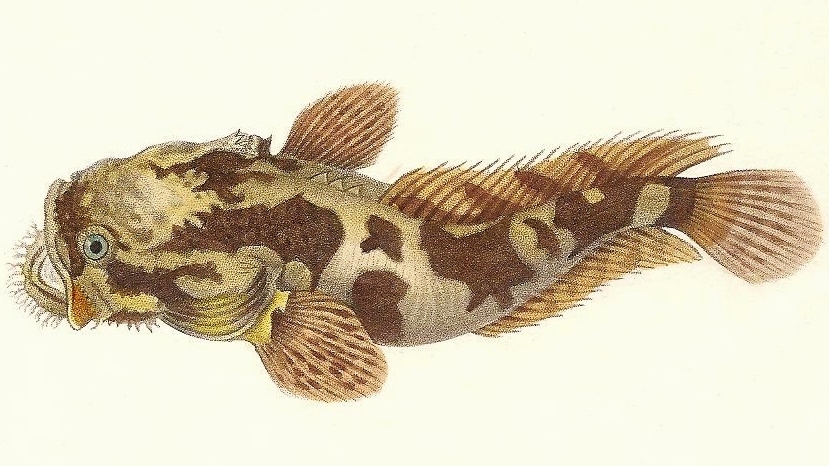 Batrichthys apiatus (Batrichthys apiatus) |commons:File:Batrichthys apiatus.jpg