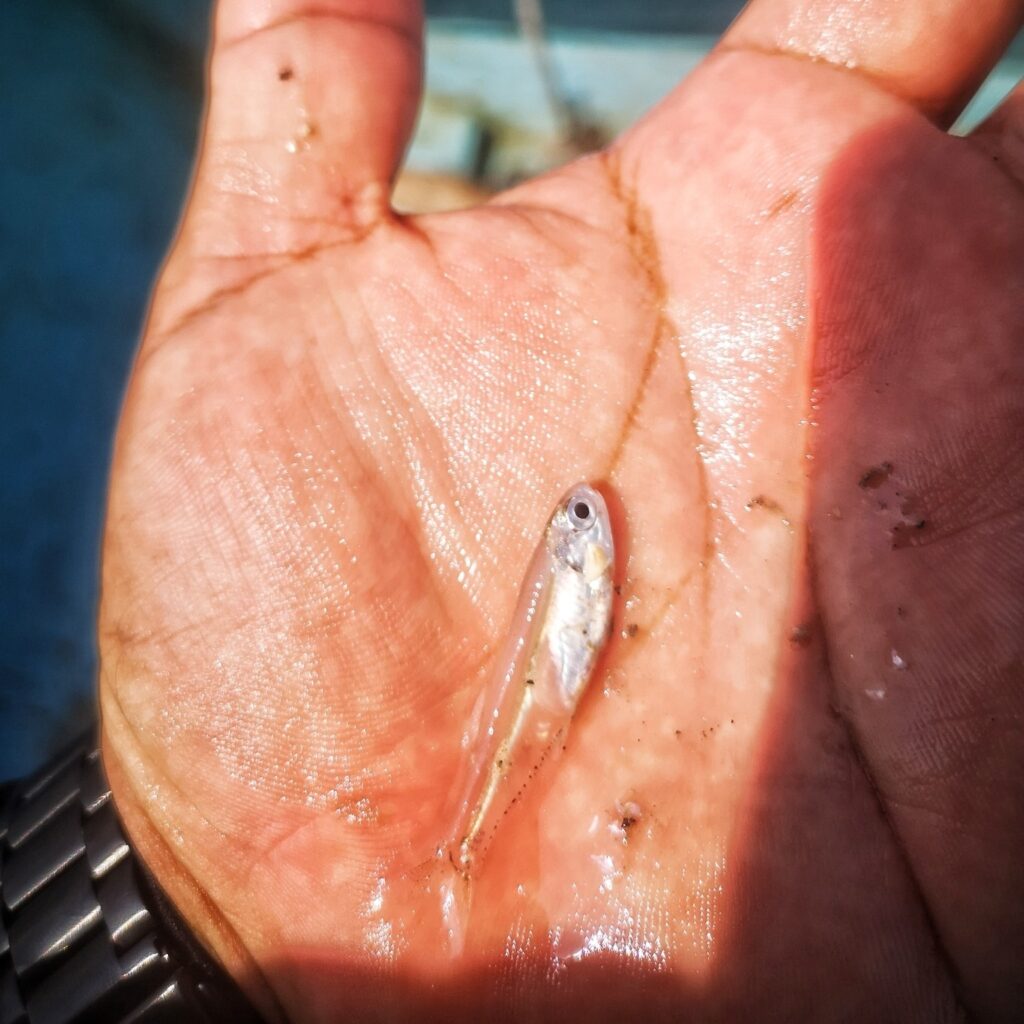 bay anchovy (Anchoa mitchilli) |commons:File:Anchoa mitchilli.jpg