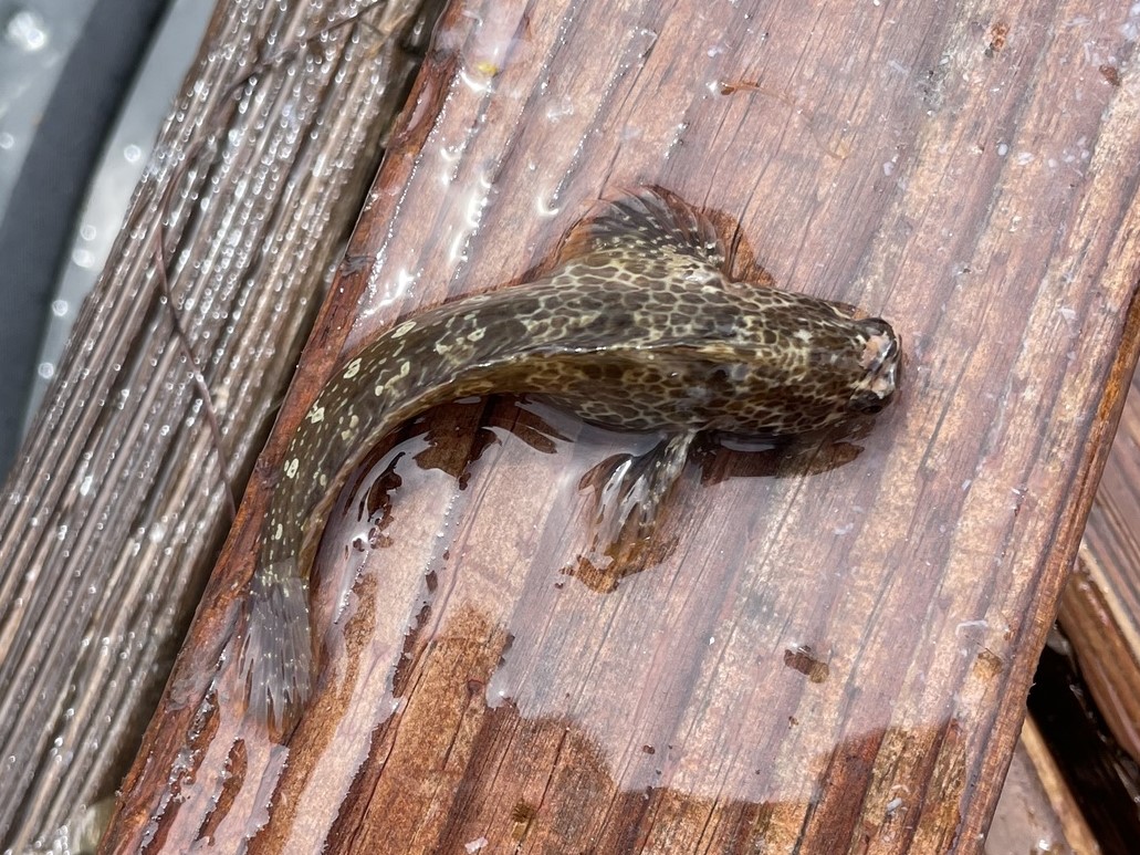 Bay Blenny (Hypsoblennius gentilis) |commons:File:Hypsoblennius gentilis.jpg