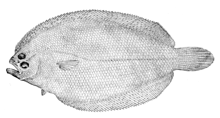 Bay Whiff (Citharichthys spilopterus) |commons:File:Citharichthys spilopterus.jpg