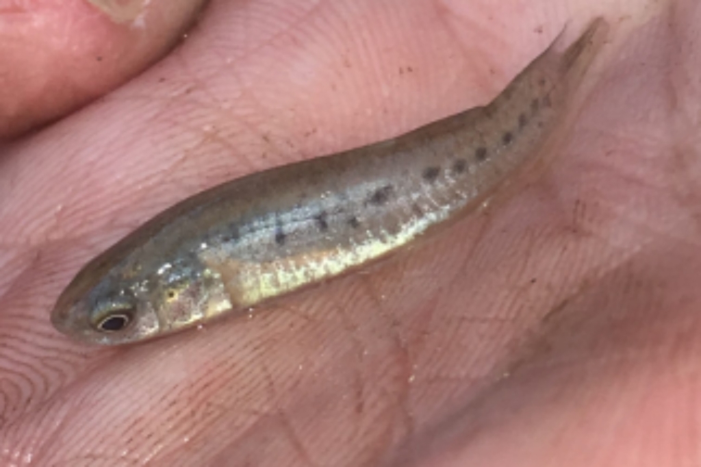 Bayou Killifish (Fundulus pulvereus) |commons:File:Fundulus pulvereus.jpg