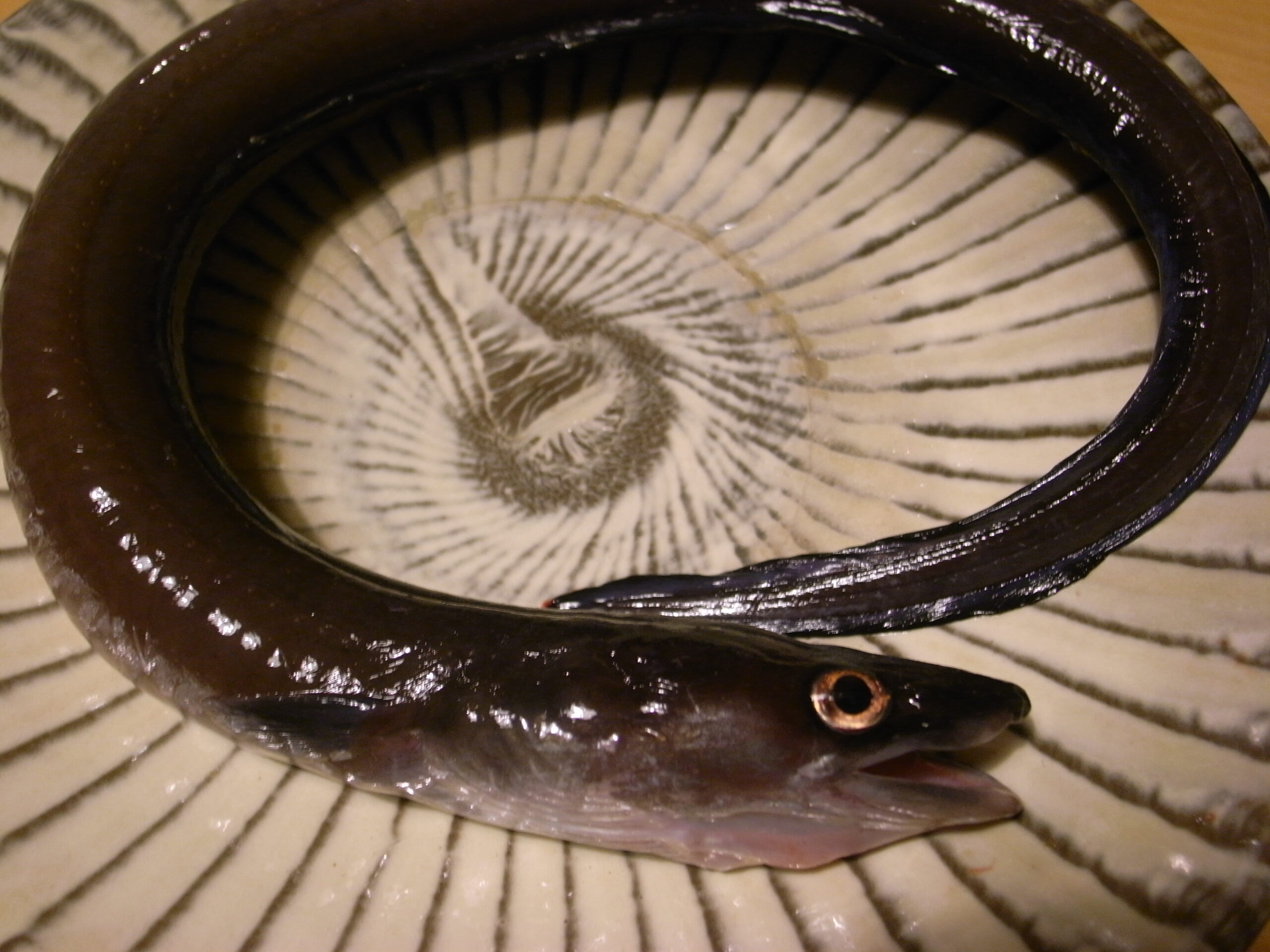 Beach Conger (Conger japonicus) |commons:File:Conger japonicus.jpg