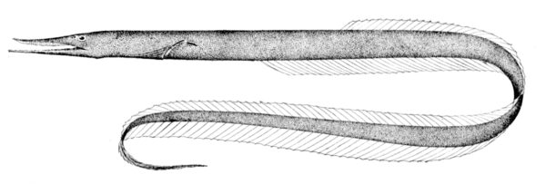 Bean's Sawtoothed Eel (Serrivomer beanii) |commons:File:Serrivomer beanii.jpg