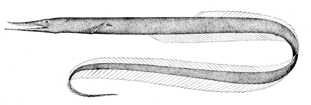 Bean's Sawtoothed Eel (Serrivomer beanii) |commons:File:Serrivomer beanii.jpg