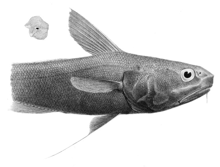 Bearded Rattail (Coryphaenoides liocephalus) |commons:File:Coryphaenoides liocephalus.jpg