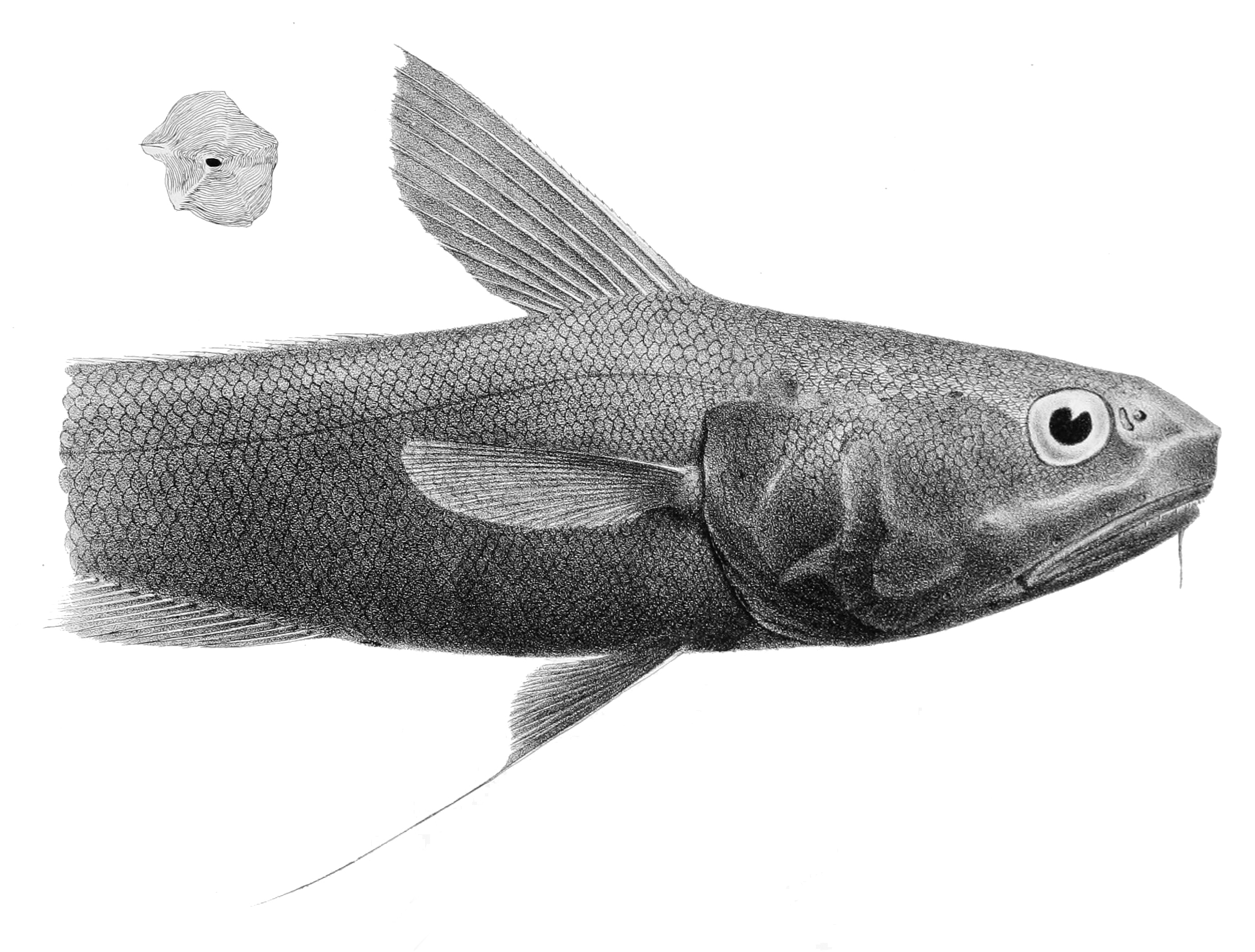 Bearded Rattail (Coryphaenoides liocephalus) |commons:File:Coryphaenoides liocephalus.jpg
