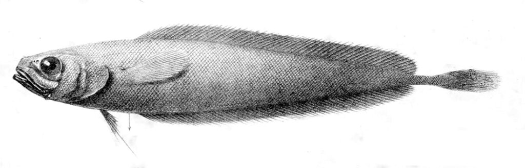 Beardless Codling (Gadella imberbis) |commons:File:Gadella imberbis.jpg