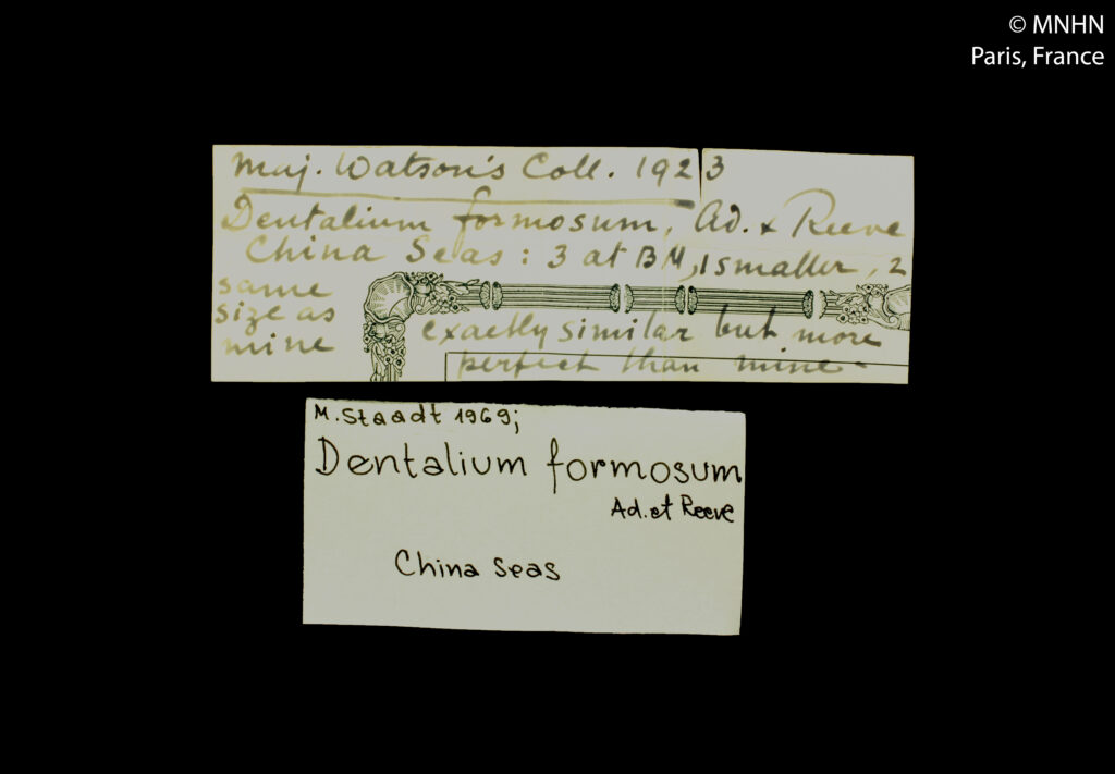 beautiful tusk Pictodentalium formosum