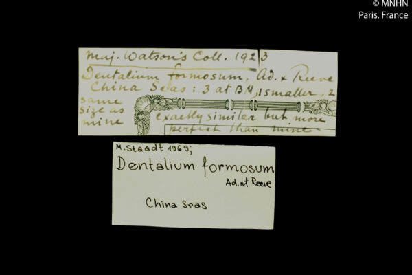 beautiful tusk Pictodentalium formosum
