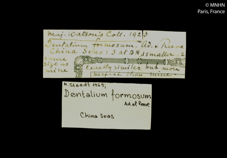 beautiful tusk Pictodentalium formosum