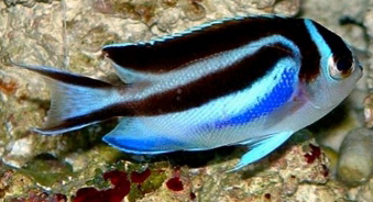 Bellus Angelfish Genicanthus bellus