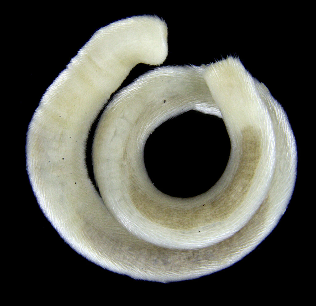 bellylined glistenworm Scutopus ventrolineatus