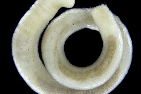 bellylined glistenworm Scutopus ventrolineatus