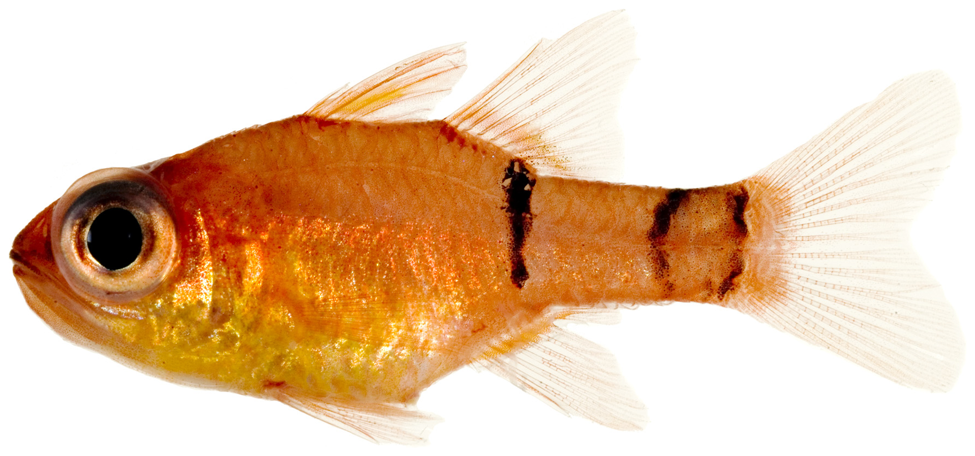 Belted Cardinalfish (Apogon townsendi) |commons:File:Apogon townsendi - pone.0010676.g072.png
