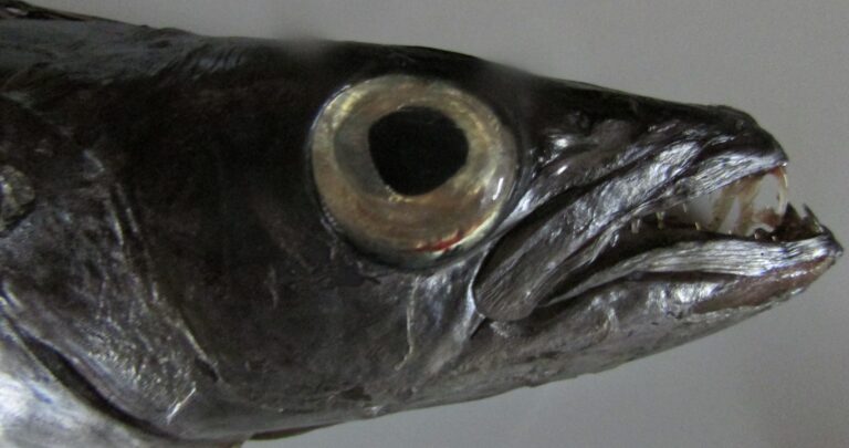 Bengal Escolar (Rexea bengalensis) |commons:File:Rexea bengalensis head 01.jpg