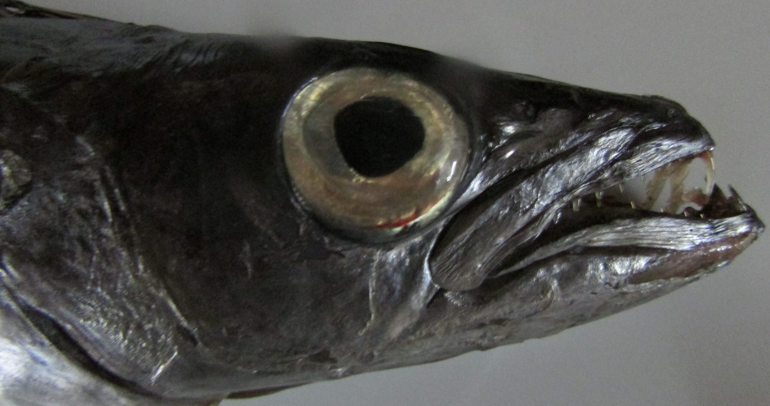 Bengal Escolar (Rexea bengalensis) |commons:File:Rexea bengalensis head 01.jpg