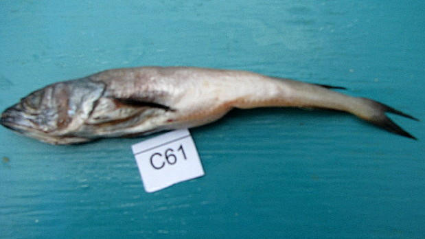 Benguela Hake (Merluccius polli) |commons:File:Merluccius polli.jpg