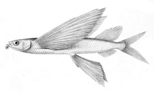 Bennett's Flying Fish (Cheilopogon pinnatibarbatus) |commons:File:Cheilopogon pinnatibarbatus.jpg