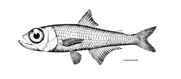 Benoit's Lanternfish (Hygophum benoiti) |commons:File:Hygophum benoiti.jpg