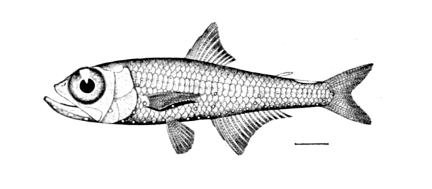Benoit's Lanternfish (Hygophum benoiti) |commons:File:Hygophum benoiti.jpg