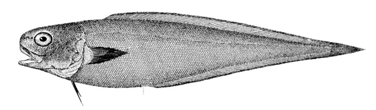 Benthocometes robustus (Benthocometes robustus) |commons:File:Benthocometes robustus.jpg