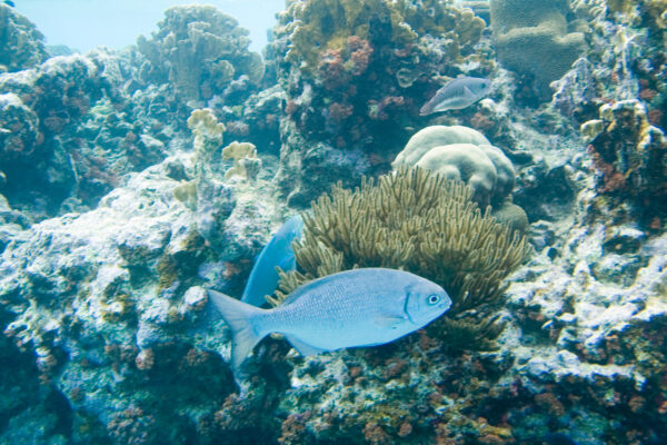 Bermuda Chub (Kyphosus sectatrix) |commons:File:Bermuda or yellow chub Kyphosus sectatrix incisor (2412820757).jpg