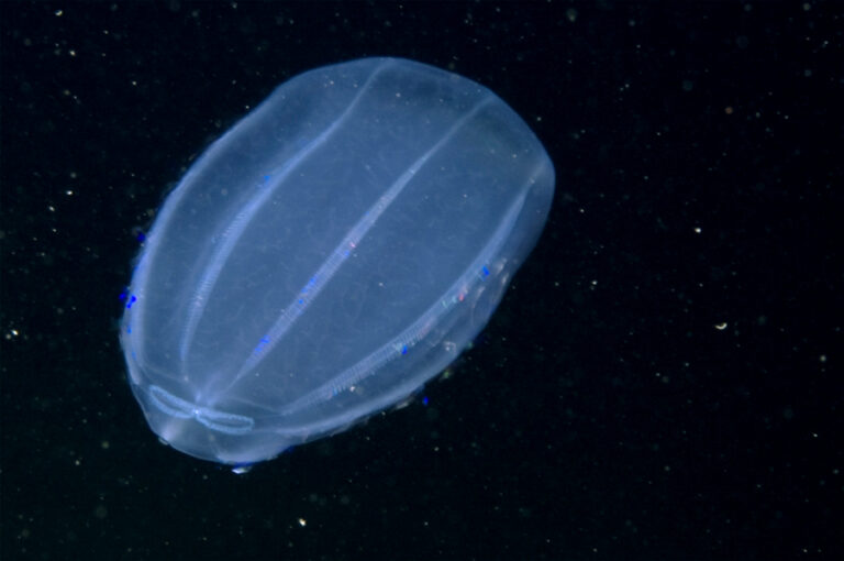beroe Beroe cucumis