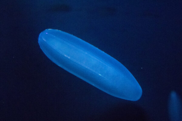 Beroe abyssicola Beroe abyssicola