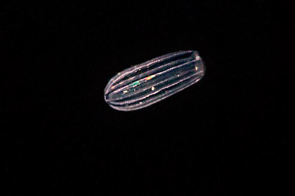 Beroe gracilis Beroe gracilis