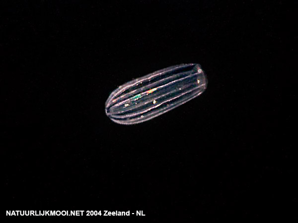 Beroe gracilis Beroe gracilis