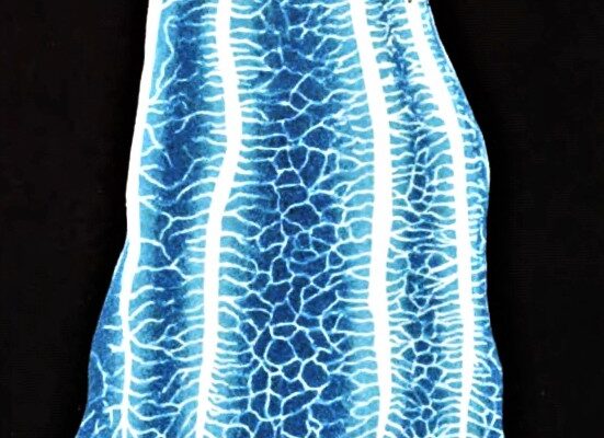 Beroe rufescens Beroe rufescens