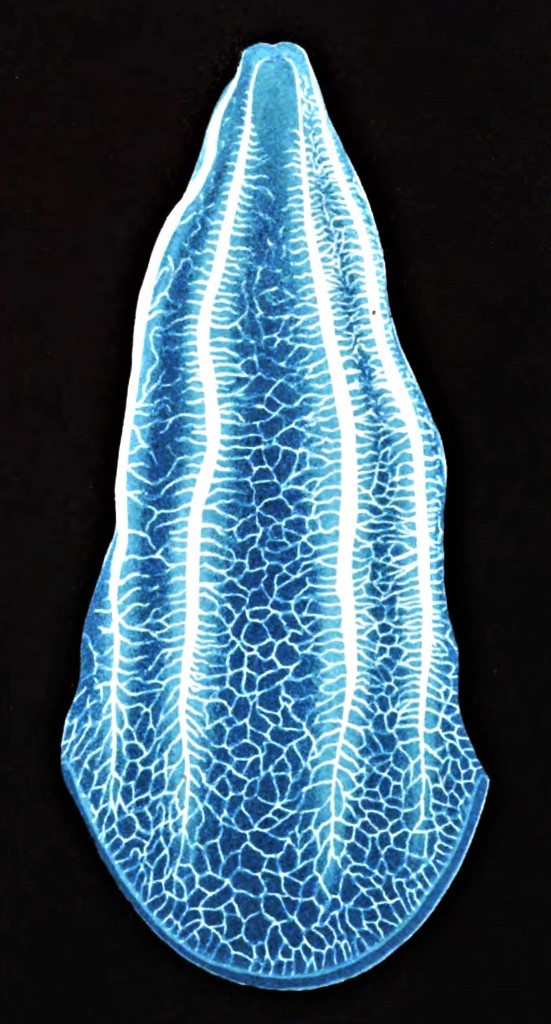 Beroe rufescens Beroe rufescens