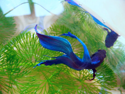 Betta (Betta splendens) |commons:File:Betta-splendens-male.jpg