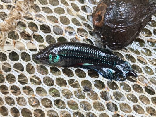Betta Imbellis (Betta imbellis) |commons:File:Betta imbellis.jpg
