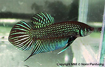 Betta Mahachaiensis (Betta mahachaiensis) |commons:File:Betta mahachaiensis.jpg