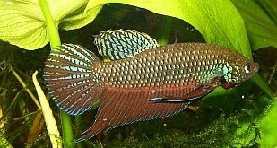 Betta Smaragdina (Betta smaragdina) |commons:File:Betta smaragdina male1.jpg