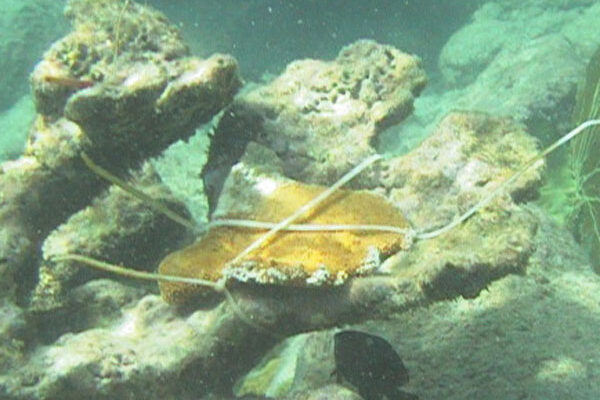Beyaz Mercan Acropora palmata