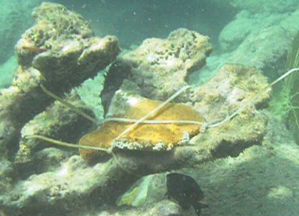 Beyaz Mercan Acropora palmata