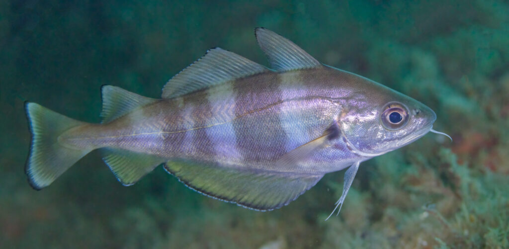 Bib (Trisopterus luscus) |commons:File:Faneca (Trisopterus luscus), Parque natural de la Arrábida, Portugal, 2022-07-29, DD 43.jpg