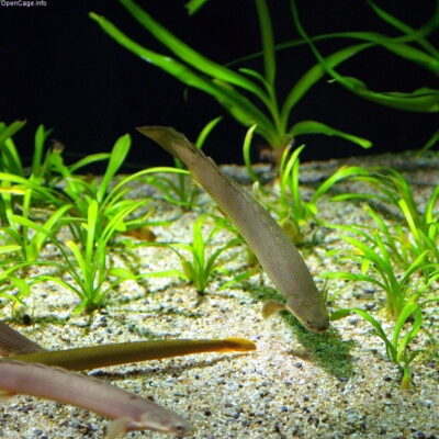 Bichir (Polypterus senegalus) |commons:File:Polypterus senegalus.jpg