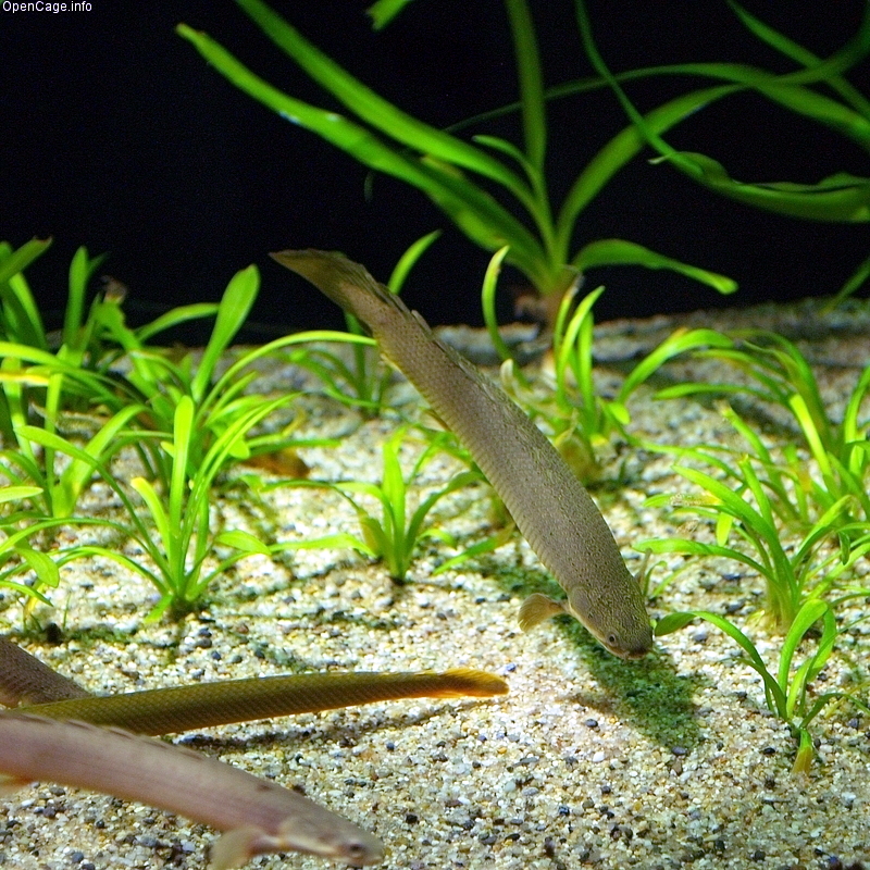 Bichir (Polypterus senegalus) |commons:File:Polypterus senegalus.jpg