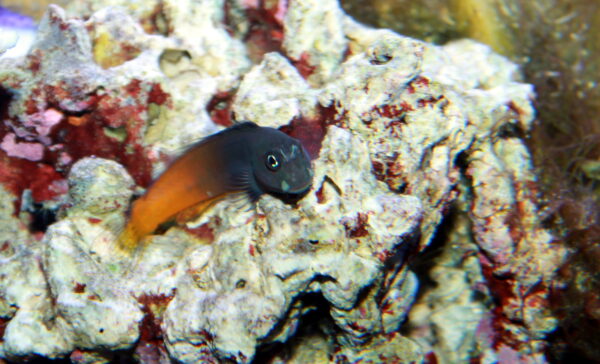 Bicolor Blenny (Ecsenius bicolor) |commons:File:Bicolor blenny Ecsenius bicolor.jpg